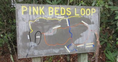 Pink Bed Loop Trail | Pisgah National Forest | North Carolina Pink Bed Loop Trail | Pisgah National Forest | North Carolina