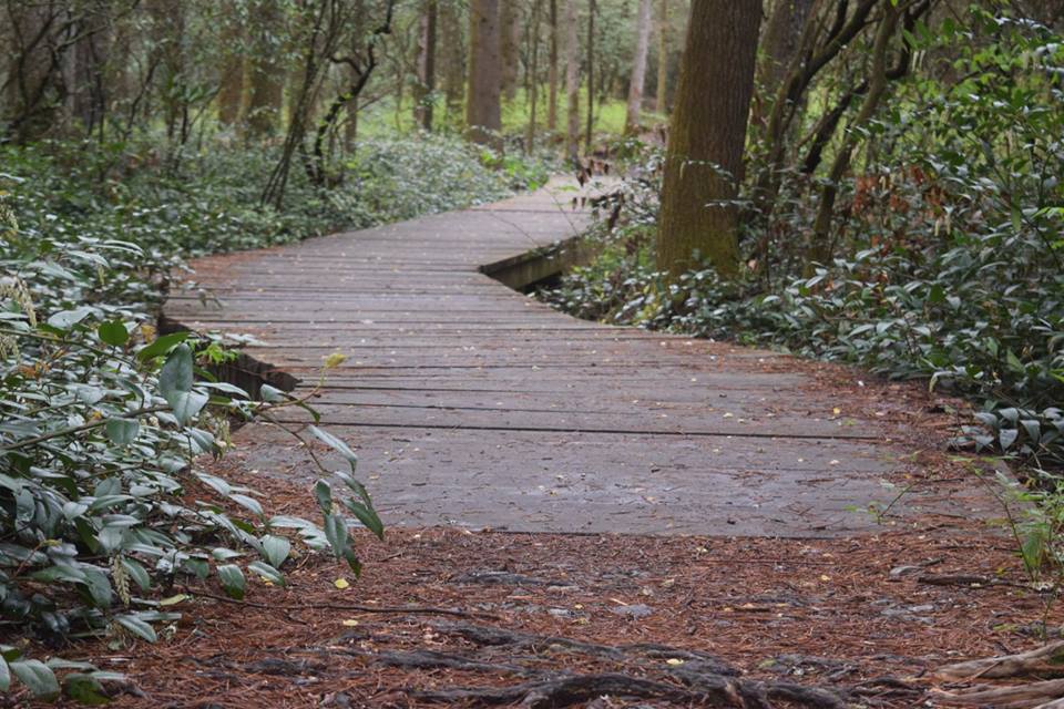 Pink Bed Loop Trail Pisgah National Forest North Carolina